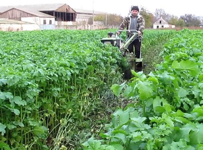 Скашивание горчицы в конце весны перед посадкой картофеля