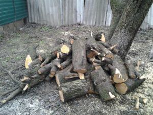 Сырые свежесрубленные дрова очень плохо горят так как имеют большое количество влаги испаряющейся в дым