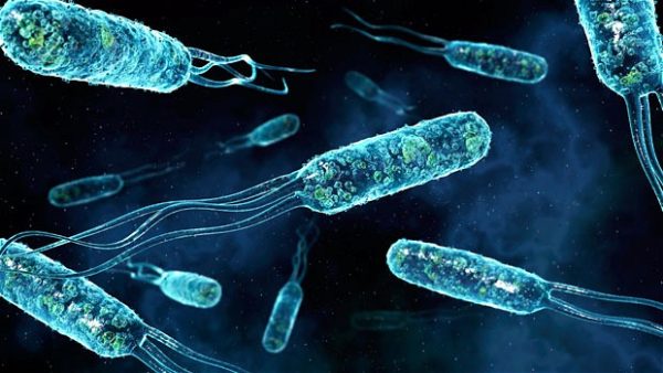 Увеличенное фото биоактивных бактерий