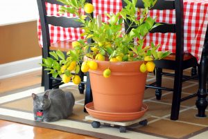 Лимон: описание, уход, выращивание из косточки в домашних условиях, рецепты витаминного сока и лимонада (Фото & Видео) +Отзывы
