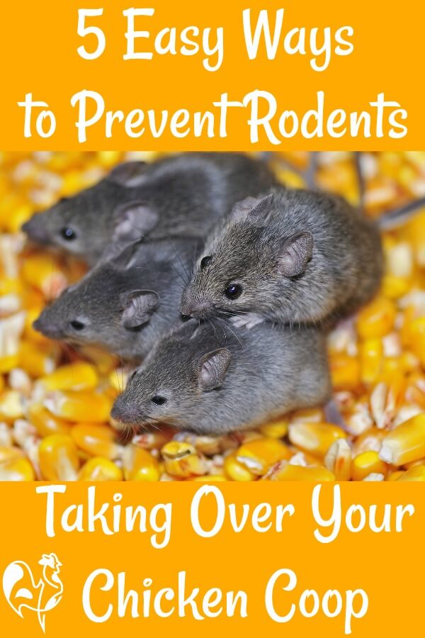5 easy ways to stop rodents taking over the coop - Pin for later.