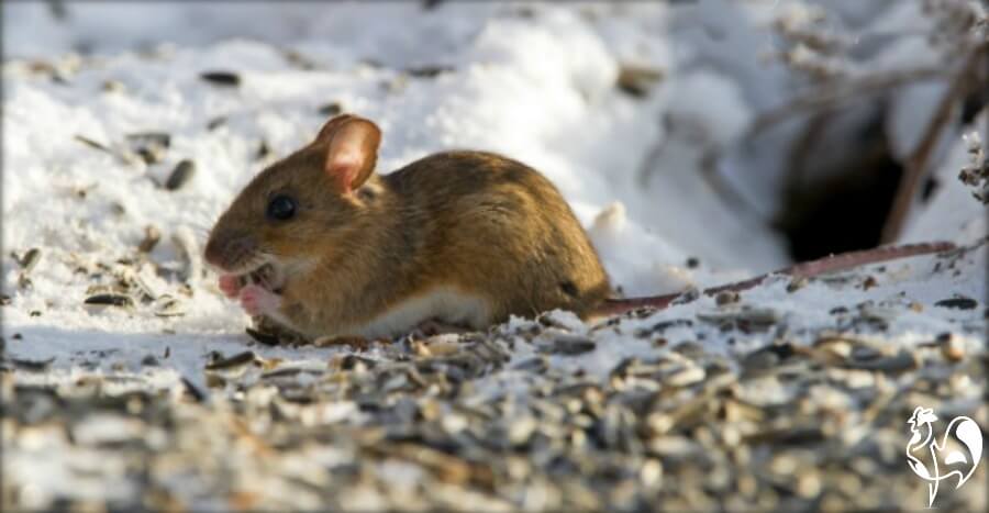 Rats and mice try to find food in the winter months.
