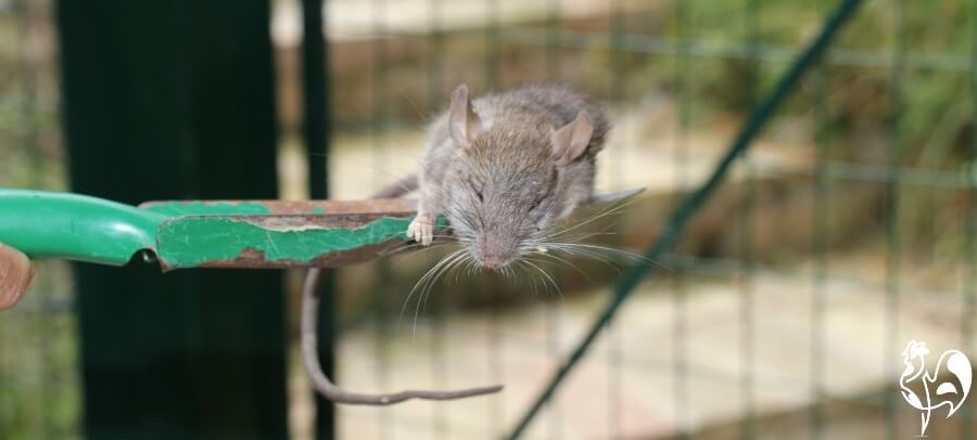 A common brown rat I found in my feed bin.