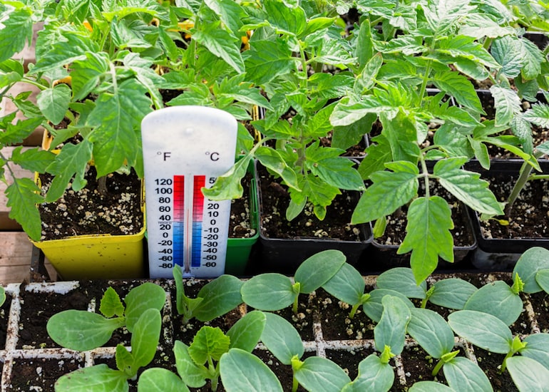 thermometer in soil